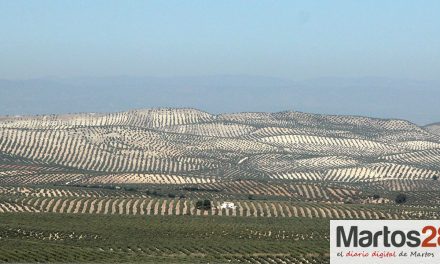 COAG Jaén alerta de un ataque nunca visto de prays que podría afectar a entre el 20 y el 50% de la flor del olivo y la próxima cosecha de aceituna