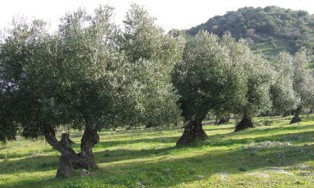 Andalucía cierra la campaña con una producción de 950.000 toneladas de aceite de oliva, el 76% del total nacional