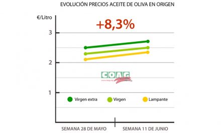 El aceite de oliva repunta un 8,3% y consolida la tendencia al alza vaticinada por COAG
