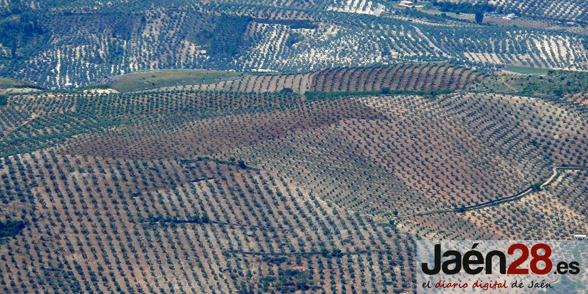 Agricultura dispone de una APP para controlar y vigilar los vectores que pueden transmitir la xylella fastidiosa